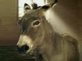 funny super bowl commercial with donkey