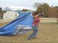 The Monster Man - Absolutely amazing gelding