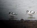 avocets at ogston avocets at ogston