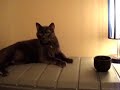 Late Night with Mister Taru