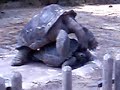 mating