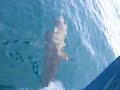 dolphins at Tioman, Malaysia dolphins at Tioman, Malaysia