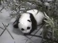Merry Xmas everyone!!  To celebrate the little guy's first Xmas, here's a retrospective of his nearly four months with us. While things started out a little dicey, with the skill and dedication of Lun Lun and the staff at Zoo Atlanta, Xi Lan is now one healthy and chubby cubbie, ready to venture out (again) into that big new room!! 

May the joy of pandas fill your holidays!  Many thanks for all your video comments and emails, and for coming back after I was exiled.  

All we want for Xmas is for Zoo Atlanta's pandacam to stay on air, right?!!  Here's hoping!