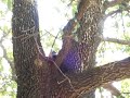 Squirrel eats bluejay alive!!! Squirrel eats bluejay alive!!!