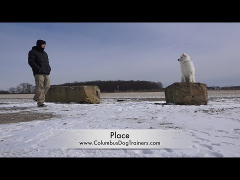 how to train samoyed