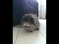 Bunny nom nom