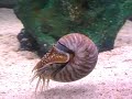 Chambered Nautilus Swimming Pompilius Mollusca CEPHALOPODA Ancient Creature (Recored in Thailand) Chambered Nautilus Swimming Pompilius Mollusca CEPHALOPODA Ancient Creature (Recored in Thailand)