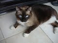 Fat cat Fat cat