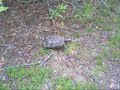 Mississippi Mud Turtle-Palm Harbor, Florida Mississippi Mud Turtle-Palm Harbor, Florida