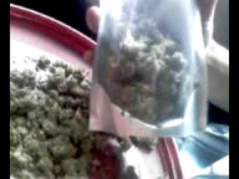 w lyrics wiz khalifa good dank weed April ,art community dankflickr is an ounce Pot dank weed marijuana pot dank I was jan heres social thedj Leading social w lyrics wiz khalifa good dank weed April ,art community dankflickr is an ounce Pot dank weed marijuana pot dank I was jan heres social thedj Leading social