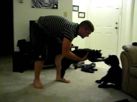 how to train giant schnauzer