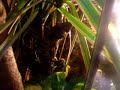 Uroplatus henkeli eating cricket from tweezers Uroplatus henkeli eating cricket from tweezers