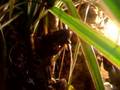 Uroplatus henkeli eating cricket from tweezers