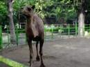 A Camel at Surabaya Zoo