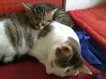 my lovely sweet pet cats my lovely sweet pet cats