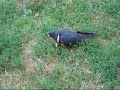 zapaslivy pigeon