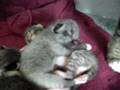 Kyoky and Her Kittens
