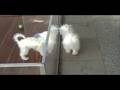 videos de Maltese available at The Spoiled Pup in Camarillo, California