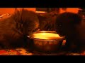 Прикол! котята учатся пить молоко из миски