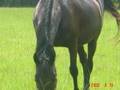 my horses