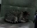 Gatita asustada Gatita asustada