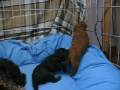 Puppy Poodle Dream