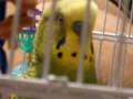 CJ the green parakeet chatters away