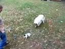 Cute Collie Puppies - On The Romp