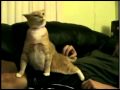 Trololol Cat (mk2)