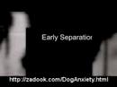 Dog Separation Anxiety