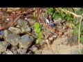 Tsunami - Caught On Camera - P5