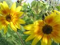 GIRASOLI GIRASOLI