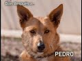 PEDRO Y PABLO NECESITAN UN HOGAR