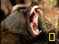 baboon flamingo Kenya Lake Bogoria Africa