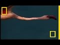 Baboon vs. Flamingo