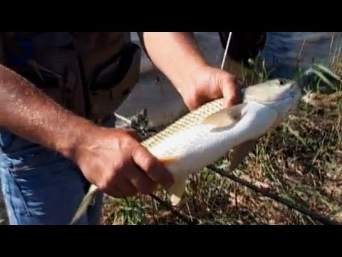 ловля карпа и приспособления ловля карпа и приспособления