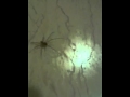 dance spider