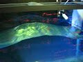 VorTech Pump Wave Harmonics VorTech Pump Wave Harmonics