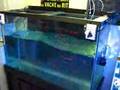 VorTech Pump Wave Harmonics
