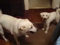 10/19/2008 Charlie & Jack at Play ! 3582