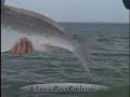 Game Fish - Redfish Game Fish - Redfish