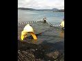 Swinomish traditions... Beach seining