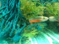 Fundulopanchax Sjoestedti \"Blue Gularis\" Fundulopanchax Sjoestedti \"Blue Gularis\"