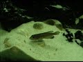 Tanganika - Lamprologus Ornatipinnis Kigoma part2 Tanganika - Lamprologus Ornatipinnis Kigoma part2