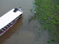 Giant Crocodiles in Costa Rica's Tercoles River