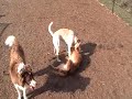 Casey and Bristol playing