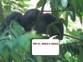 funny squirrel climbing my building apartment in front its friends.