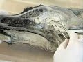Anatomia g?owa psa