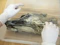 anatomia głowa psa