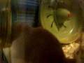 the gerbils find ways to be gay ina agood way